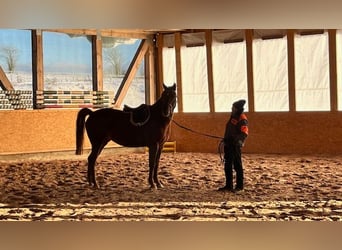 Caballo de Holstein, Yegua, 4 años, 160 cm, Alazán