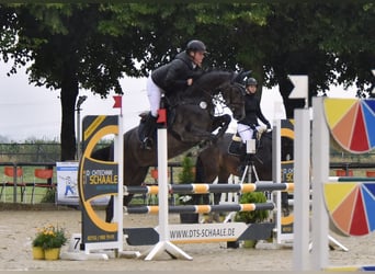 Caballo de Holstein, Yegua, 4 años, 160 cm, Tordo