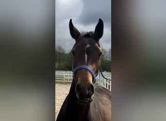 Caballo de Holstein, Yegua, 4 años, 161 cm, Castaño oscuro