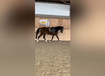 Caballo de Holstein, Yegua, 4 años, 161 cm, Castaño oscuro