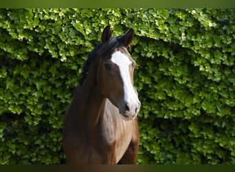Caballo de Holstein, Yegua, 4 años, 162 cm, Castaño oscuro