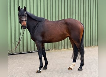 Caballo de Holstein, Yegua, 4 años, 163 cm