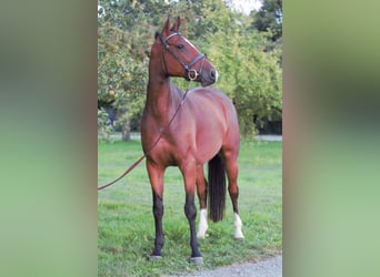 Caballo de Holstein, Yegua, 4 años, 163 cm, Castaño