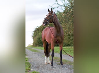 Caballo de Holstein, Yegua, 4 años, 163 cm, Castaño