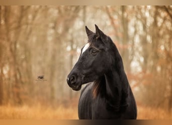 Caballo de Holstein, Yegua, 4 años, 163 cm, Tordillo negro