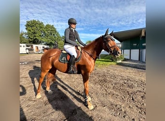 Caballo de Holstein, Yegua, 4 años, 164 cm, Alazán