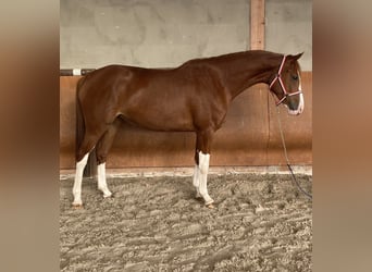 Caballo de Holstein, Yegua, 4 años, 165 cm, Alazán