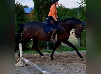 Caballo de Holstein, Yegua, 4 años, 165 cm, Morcillo