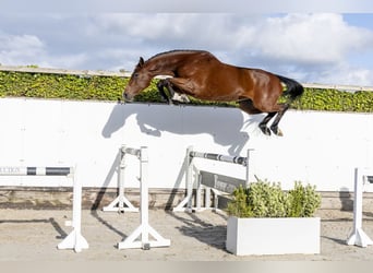 Caballo de Holstein, Yegua, 4 años, 166 cm, Castaño