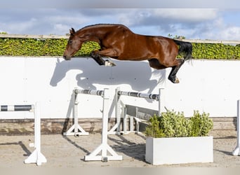 Caballo de Holstein, Yegua, 4 años, 166 cm, Castaño