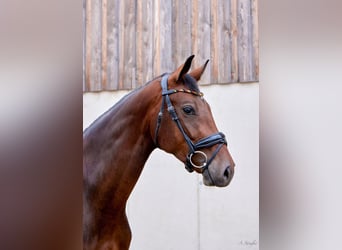 Caballo de Holstein, Yegua, 4 años, 166 cm, Castaño oscuro