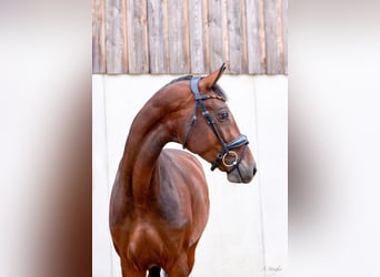 Caballo de Holstein, Yegua, 4 años, 166 cm, Castaño oscuro
