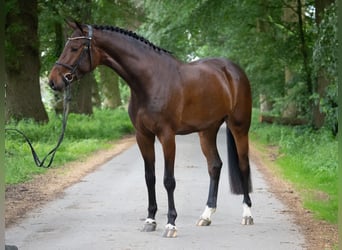 Caballo de Holstein, Yegua, 4 años, 166 cm, Castaño oscuro