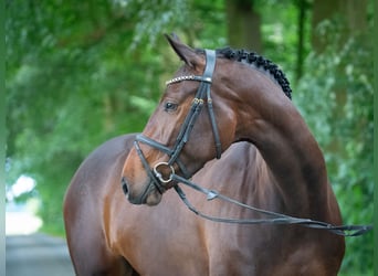 Caballo de Holstein, Yegua, 4 años, 166 cm, Castaño oscuro