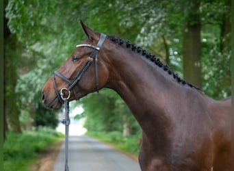 Caballo de Holstein, Yegua, 4 años, 166 cm, Castaño oscuro