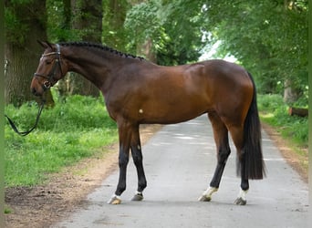 Caballo de Holstein, Yegua, 4 años, 166 cm, Castaño oscuro