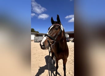 Caballo de Holstein, Yegua, 4 años, 167 cm, Castaño