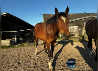 Caballo de Holstein, Yegua, 4 años, 167 cm, Castaño