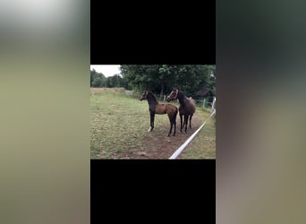 Caballo de Holstein, Yegua, 4 años, 167 cm, Castaño