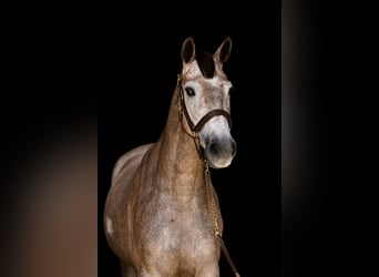 Caballo de Holstein, Yegua, 4 años, 168 cm