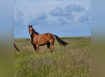 Caballo de Holstein, Yegua, 4 años, 168 cm, Castaño