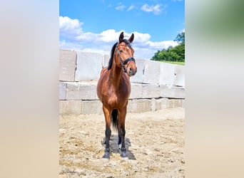 Caballo de Holstein, Yegua, 4 años, 168 cm, Castaño