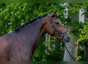 Caballo de Holstein, Yegua, 4 años, 168 cm, Castaño oscuro