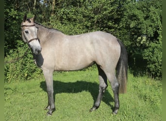 Caballo de Holstein, Yegua, 4 años, 168 cm, Tordo