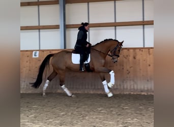 Caballo de Holstein, Yegua, 4 años, 170 cm, Castaño