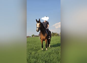 Caballo de Holstein, Yegua, 4 años, 170 cm, Castaño