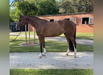 Caballo de Holstein, Yegua, 4 años, 170 cm, Castaño