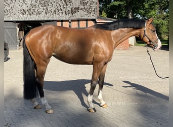 Caballo de Holstein, Yegua, 4 años, 170 cm, Castaño