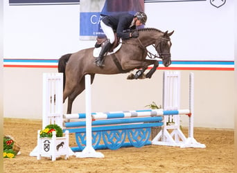 Caballo de Holstein, Yegua, 4 años, 170 cm, Morcillo