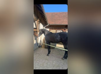 Caballo de Holstein, Yegua, 4 años, 170 cm, Tordillo negro