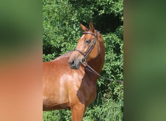 Caballo de Holstein, Yegua, 4 años, 171 cm, Castaño