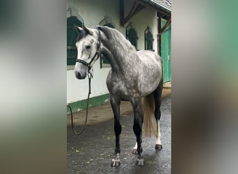 Caballo de Holstein, Yegua, 4 años, 171 cm, Tordo