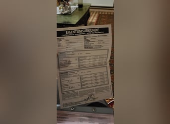 Caballo de Holstein, Yegua, 4 años, 172 cm, Tordo