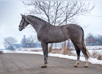 Caballo de Holstein, Yegua, 4 años, 172 cm, Tordo