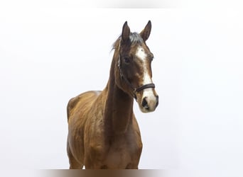 Caballo de Holstein, Yegua, 4 años, 174 cm, Castaño