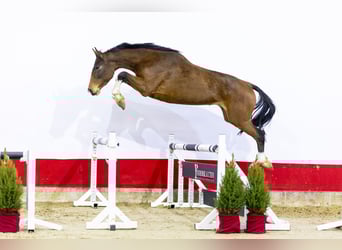 Caballo de Holstein, Yegua, 4 años, 174 cm, Castaño