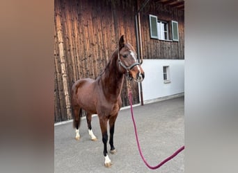 Caballo de Holstein, Yegua, 4 años, Castaño oscuro