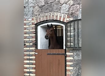 Caballo de Holstein, Yegua, 5 años, 159 cm, Castaño