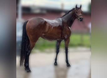 Caballo de Holstein, Yegua, 5 años, 159 cm, Castaño