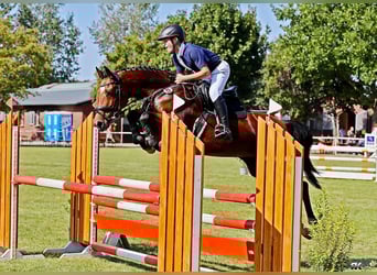 Caballo de Holstein, Yegua, 5 años, 160 cm, Castaño