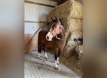 Caballo de Holstein, Yegua, 5 años, 160 cm, Castaño