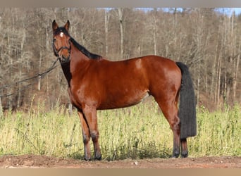 Caballo de Holstein, Yegua, 5 años, 163 cm, Castaño