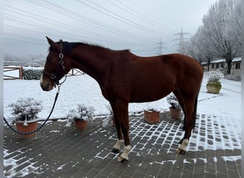 Caballo de Holstein, Yegua, 5 años, 163 cm, Castaño