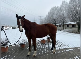 Caballo de Holstein, Yegua, 5 años, 163 cm, Castaño