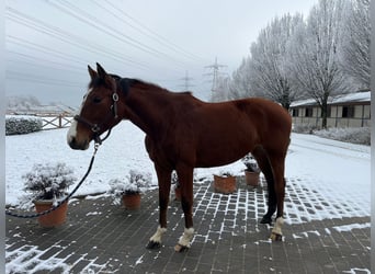 Caballo de Holstein, Yegua, 5 años, 163 cm, Castaño