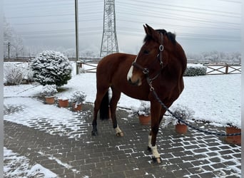 Caballo de Holstein, Yegua, 5 años, 163 cm, Castaño